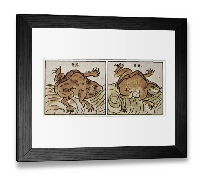 Framed Print : Frog. (Photo by Bettmann Archive / Getty Images) Framed Print : Frog. (Photo by Bettmann Archive / Getty Images)