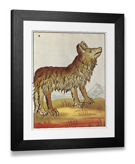 Framed Print : Wolf or Fox Framed Print : Wolf or Fox