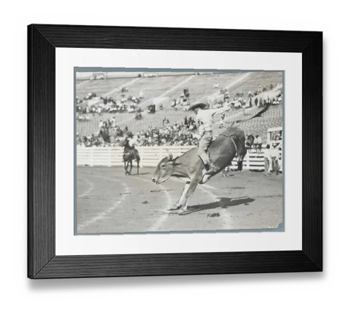 Framed Print : Man Riding Bull Framed Print : Man Riding Bull