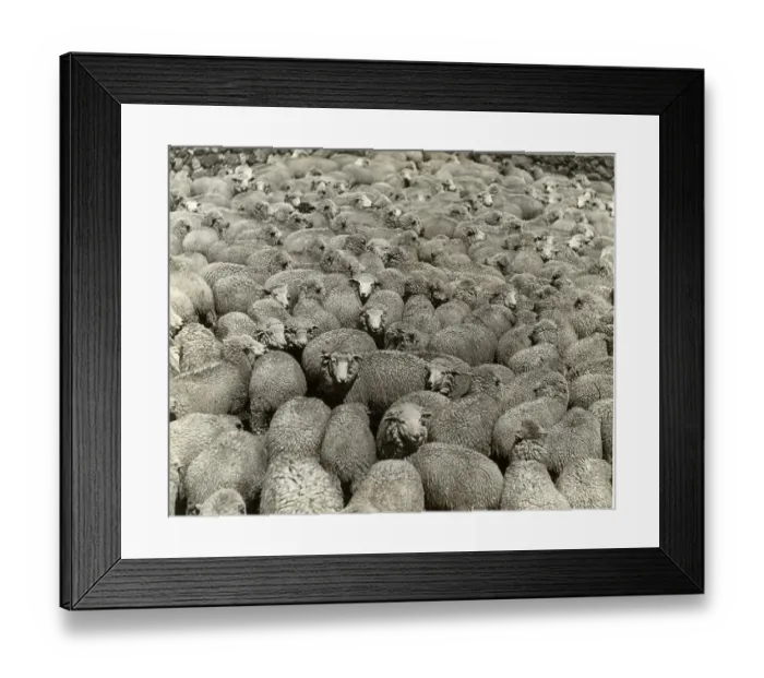 Framed Print : Sheep Rasising In The Peruvian Andes