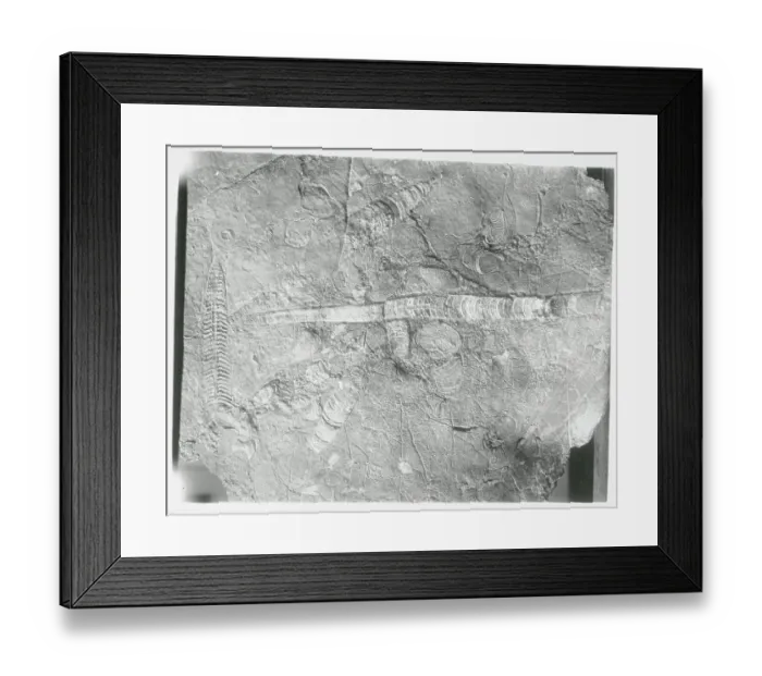 Framed Print : Fossil in Limestone Framed Print : Fossil in Limestone