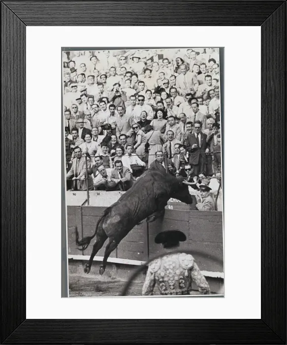 Framed Print : Angry Bull Lunging Towards Spectators Framed Print : Angry Bull Lunging Towards Spectators