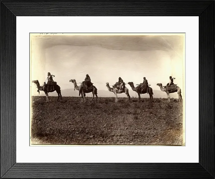 Framed Print : Camels in Caravan Line