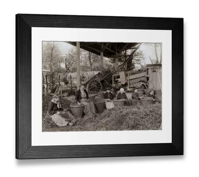 Framed Print : Women Sorting Asparagus