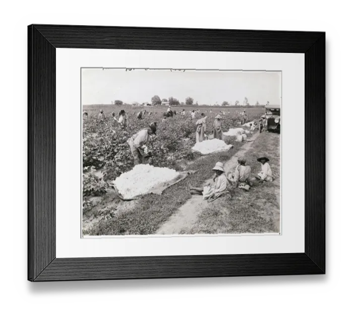 Framed Print : Workers Picking Cotton Framed Print : Workers Picking Cotton
