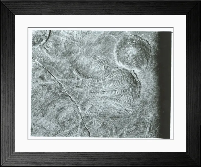 Framed Print : Crinoid Fossil Framed Print : Crinoid Fossil