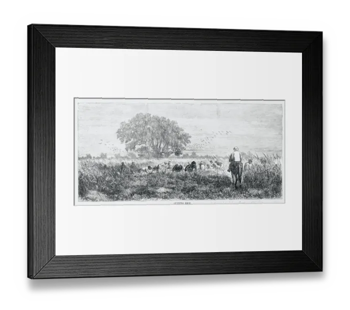 Framed Print : Farmers Harvesting Rice Framed Print : Farmers Harvesting Rice