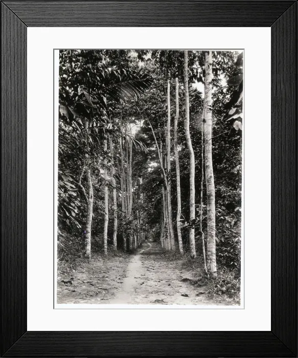 Framed Print : Neglected Rubber Plantation Framed Print : Neglected Rubber Plantation