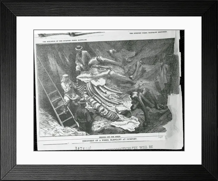 Framed Print : Men Finding Elephant Fossil Framed Print : Men Finding Elephant Fossil