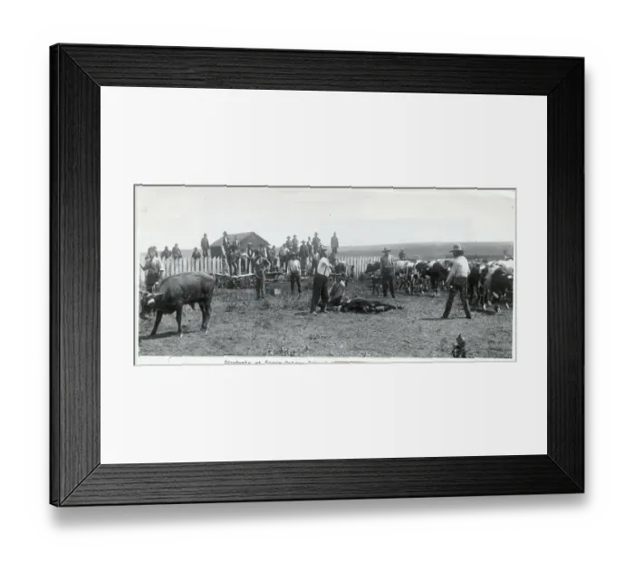 Framed Print : Students of Seger Colony School Branding Cattle Framed Print : Students of Seger Colony School Branding Cattle