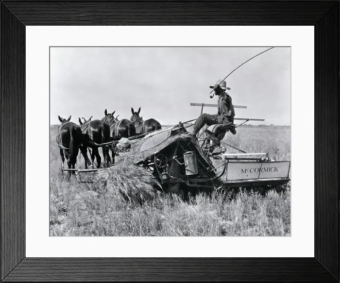 Framed Print : Farmer On Horse-Drawn Reaper Raises Whip Framed Print : Farmer On Horse-Drawn Reaper Raises Whip