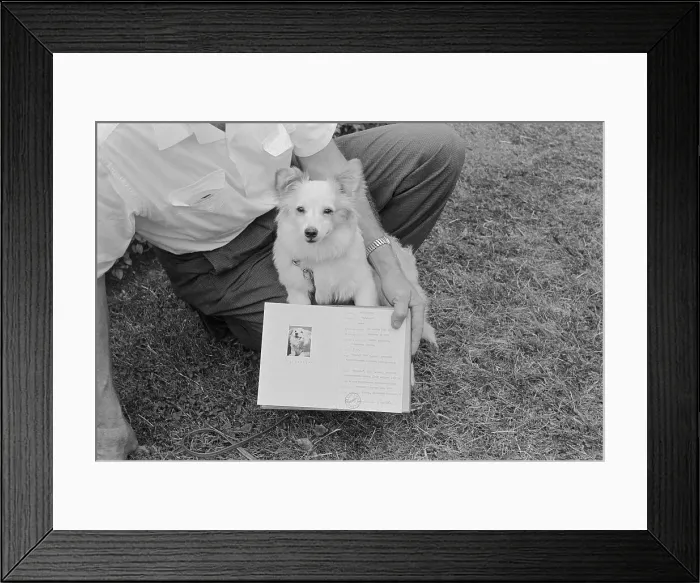 Framed Print : Small Puppy on Floor Framed Print : Small Puppy on Floor