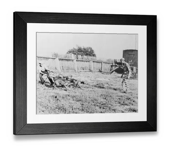 Framed Print : Bloodhounds Chasing Convict Framed Print : Bloodhounds Chasing Convict