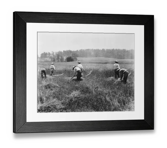 Framed Print : Men Use Reapers In Field To Cut Grain Framed Print : Men Use Reapers In Field To Cut Grain