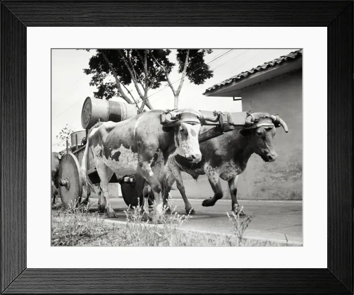 Framed Print : Oxen Transporting Gasonline Drums