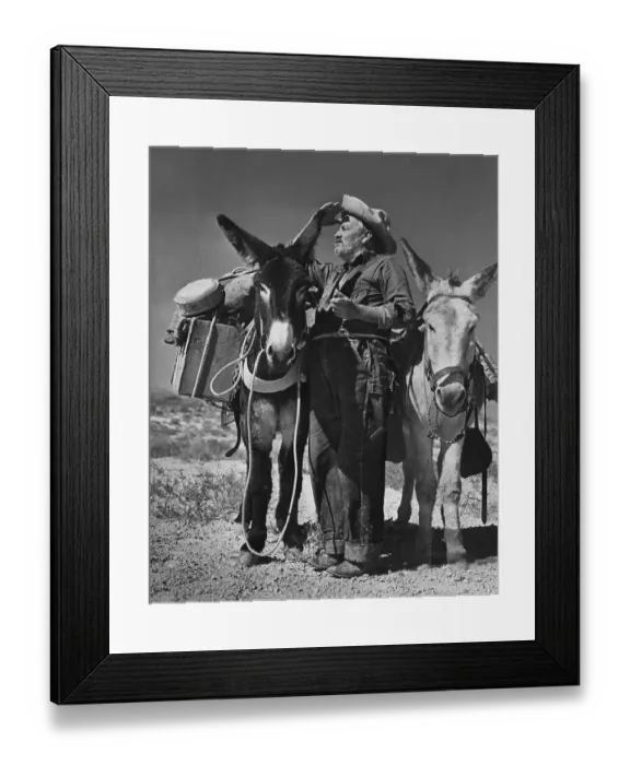 Framed Print : Prospector Shown W / Two Donkeys