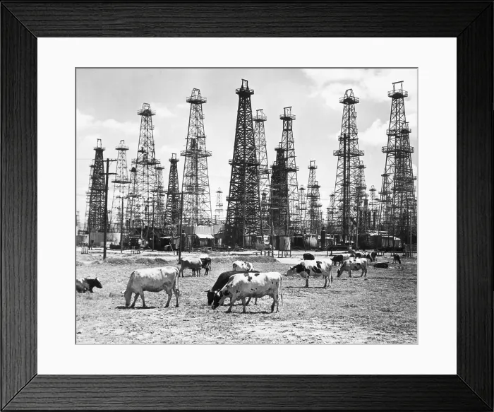 Framed Print : Cows Grazing Near Oil Wells Framed Print : Cows Grazing Near Oil Wells