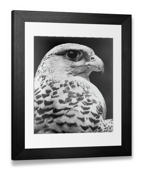 Framed Print : Close-Up of a Falcon Framed Print : Close-Up of a Falcon