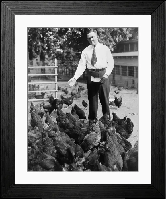 Framed Print : Rogers Hornsby Feeding His Chickens Framed Print : Rogers Hornsby Feeding His Chickens
