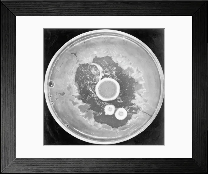 Framed Print : Colonies Of Penicillium Notatus