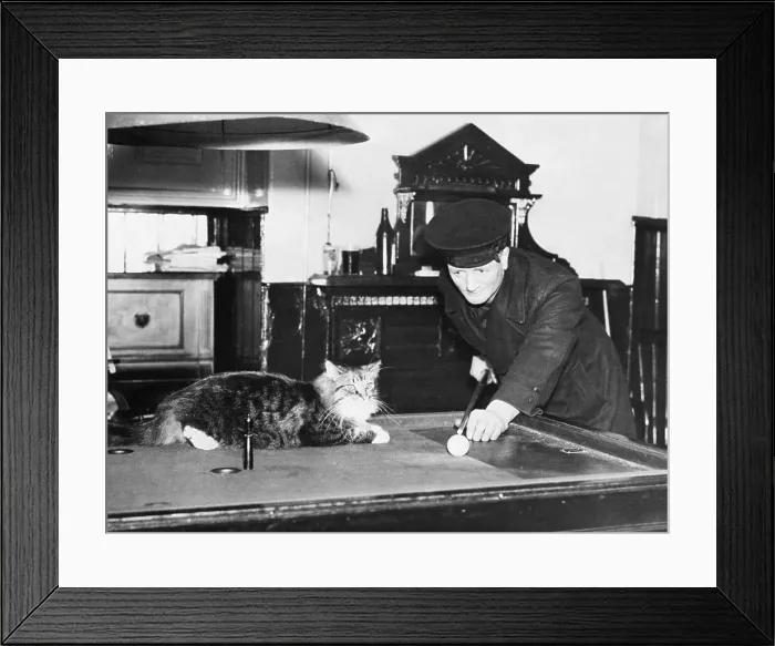 Framed Print : Man playing pool while cat is sleeping on table Framed Print : Man playing pool while cat is sleeping on table