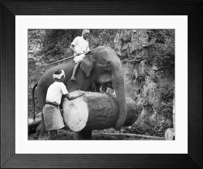 Framed Print : Elephant Carrying Giant Log Under Trunk Framed Print : Elephant Carrying Giant Log Under Trunk