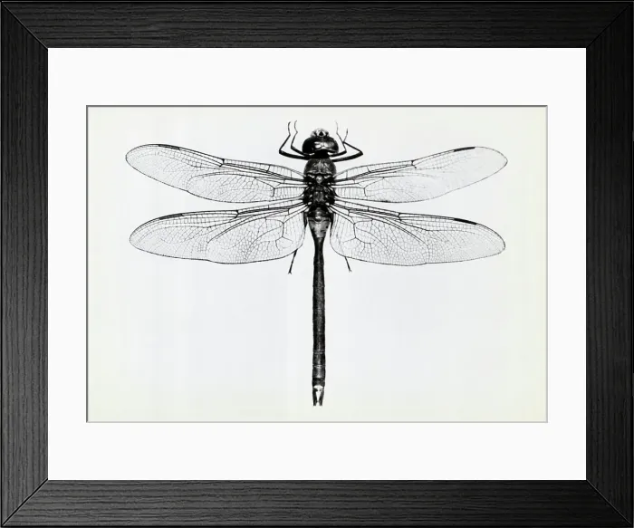 Framed Print : Dragon Fly