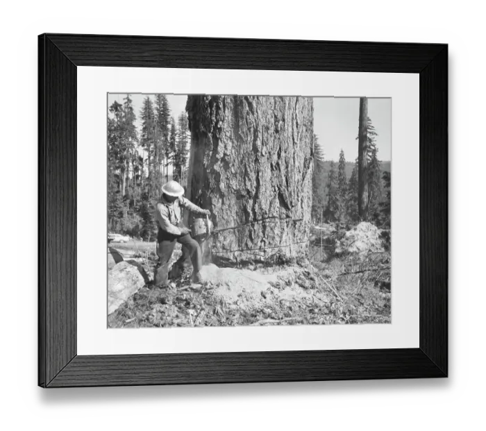 Framed Print : Logger Cutting Undercut Wedge In Tree Framed Print : Logger Cutting Undercut Wedge In Tree