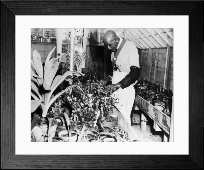 Framed Print : Botanist George Washington Carver in Arboretum Framed Print : Botanist George Washington Carver in Arboretum