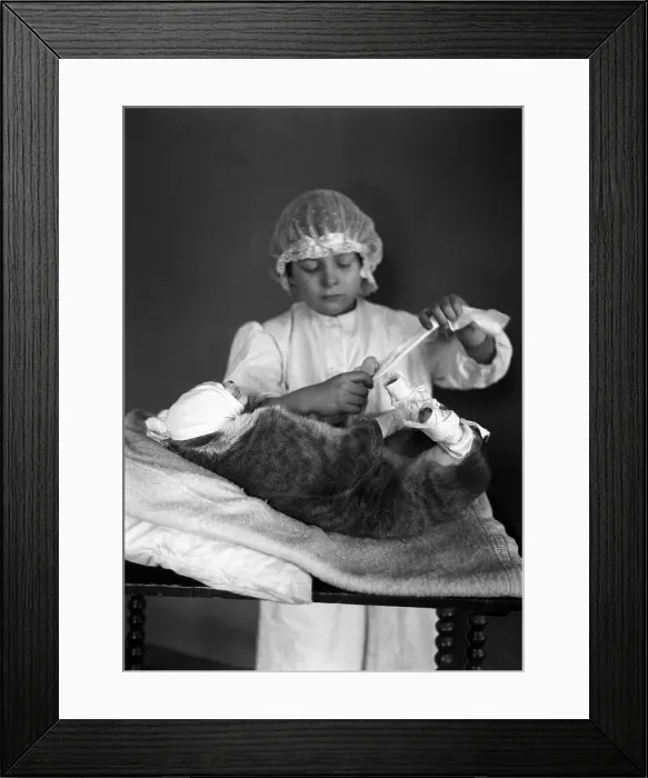 Framed Print : Girl (8-9) bandaging cat Framed Print : Girl (8-9) bandaging cat