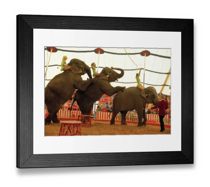 Framed Print : Line of Circus Elephants Framed Print : Line of Circus Elephants