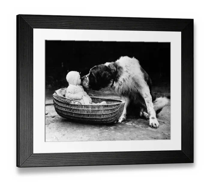 Framed Print : Cute dog licking baby girl (6-11 moths) sitting in basket Framed Print : Cute dog licking baby girl (6-11 moths) sitting in basket