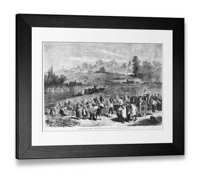 Framed Print : The Vintage in Medoc, France Framed Print : The Vintage in Medoc, France