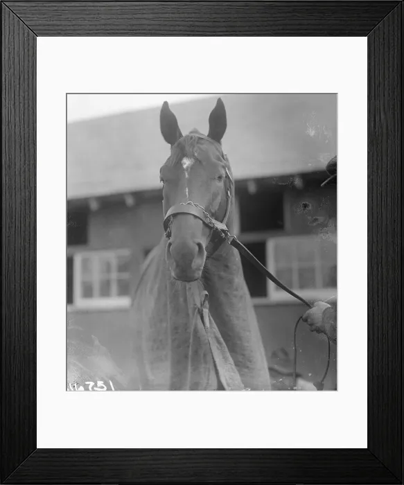 Framed Print : Head Shot of Man O War at Stable Framed Print : Head Shot of Man O War at Stable