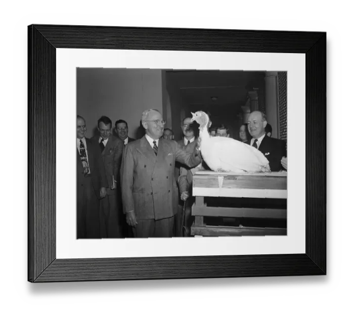 Framed Print : President Truman with White Thanksgiving Turkey Framed Print : President Truman with White Thanksgiving Turkey