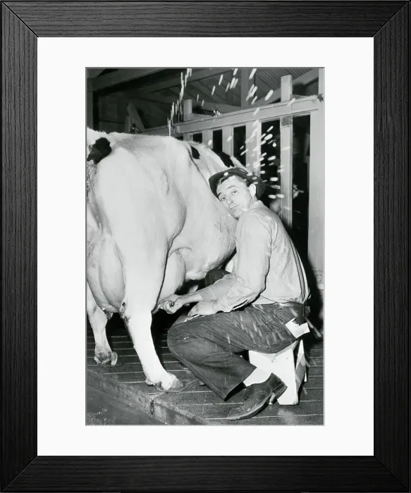 Framed Print : Robert Mitchum Milking Cow Framed Print : Robert Mitchum Milking Cow