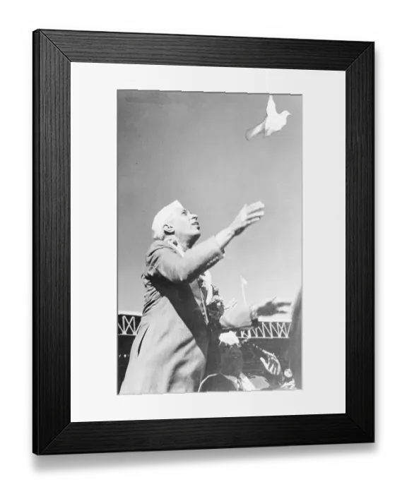 Framed Print : Jawaharlal Nehru Watching Pigeons Framed Print : Jawaharlal Nehru Watching Pigeons