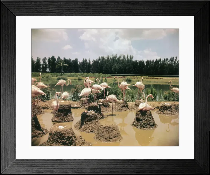 Framed Print : Pink Flamingos Gathering by Their Nests Framed Print : Pink Flamingos Gathering by Their Nests