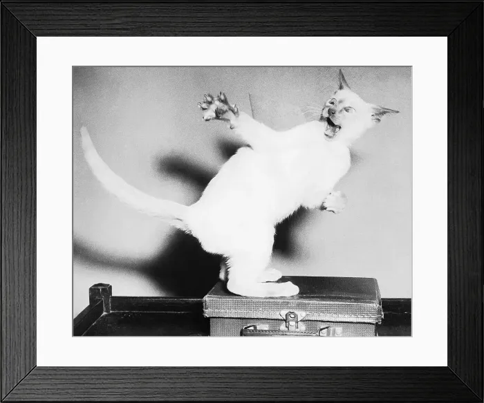 Framed Print : Cat Hissing and Swatting Framed Print : Cat Hissing and Swatting