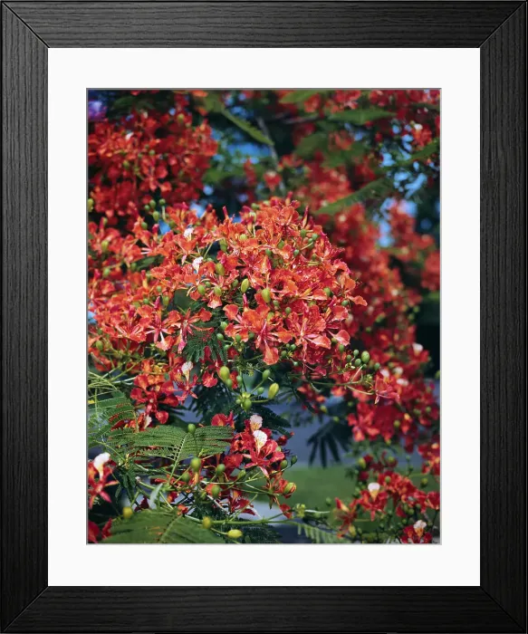 Framed Print : Poinciana Tree in Bloom Framed Print : Poinciana Tree in Bloom