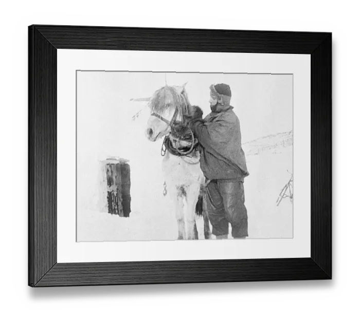 Framed Print : Robert Falcon Scott Preparing for Expedition with Animal Framed Print : Robert Falcon Scott Preparing for Expedition with Animal