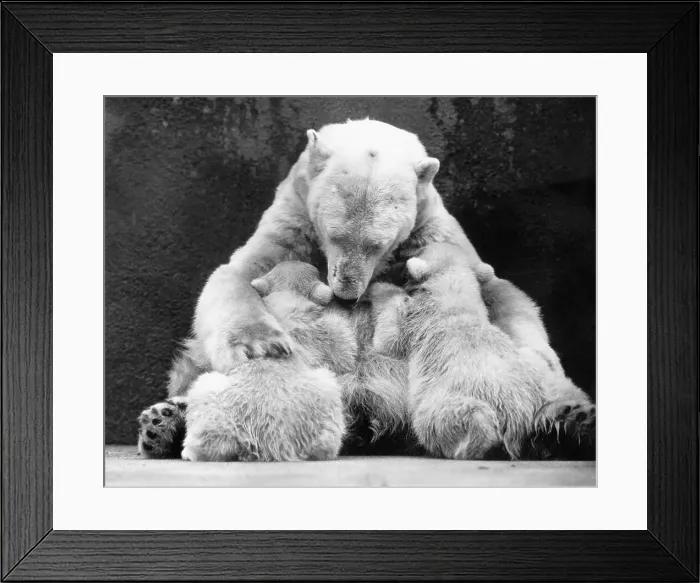 Framed Print : Polar Bear With Her Babies Framed Print : Polar Bear With Her Babies