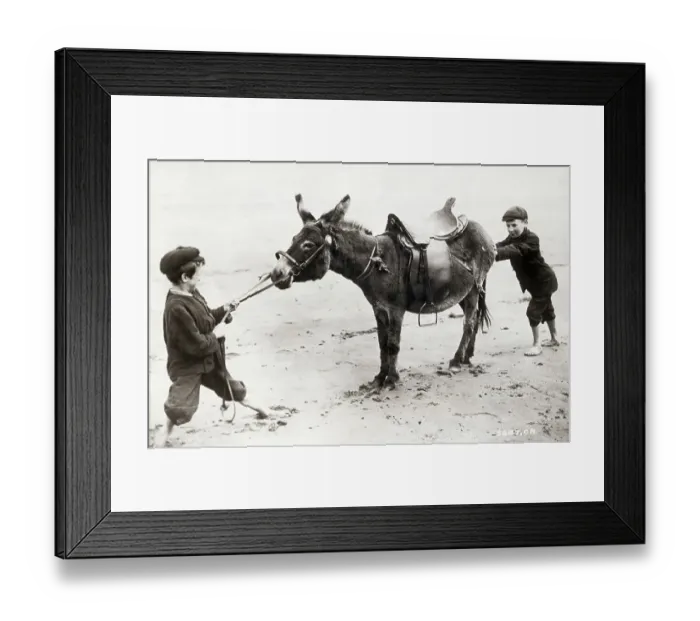 Framed Print : Boys Pushing & Pulling Stubborn Mule Framed Print : Boys Pushing & Pulling Stubborn Mule