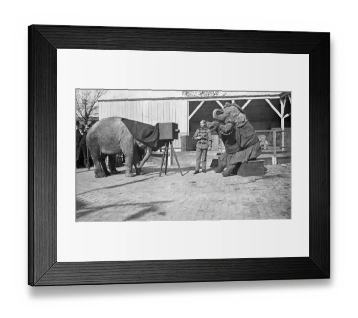 Framed Print : Elephants Photograph Each Other Framed Print : Elephants Photograph Each Other