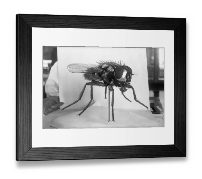 Framed Print : Close-Up Of A Fly Framed Print : Close-Up Of A Fly