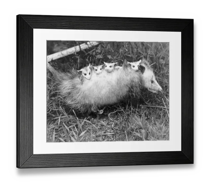 Framed Print : Female Opossum With Young Framed Print : Female Opossum With Young