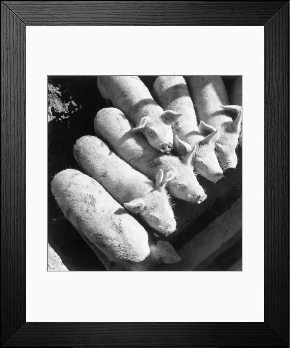 Framed Print : Overhead Young Pigs Crowd To Eat
