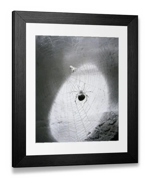 Framed Print : Close-Up Of A Fly & Spider In A Web Framed Print : Close-Up Of A Fly & Spider In A Web