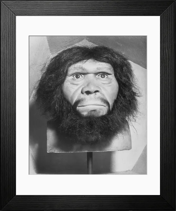 Framed Print : Head of Java Man Framed Print : Head of Java Man