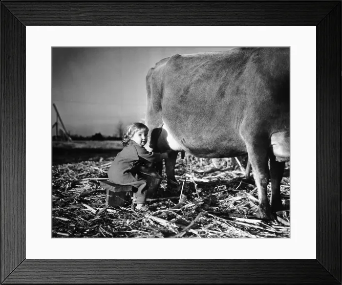 Framed Print : Girl (6-7) milking cow Framed Print : Girl (6-7) milking cow
